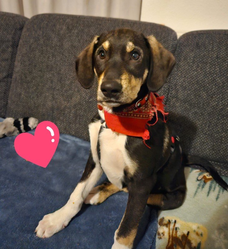 Benji