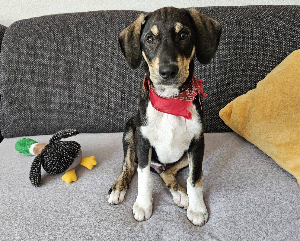 Benji