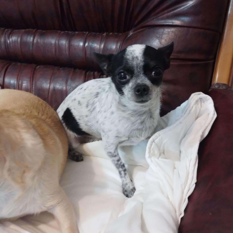 Chico