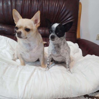 Chico