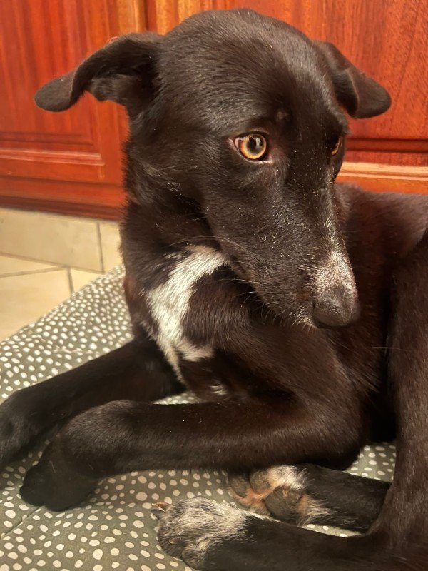 Bella