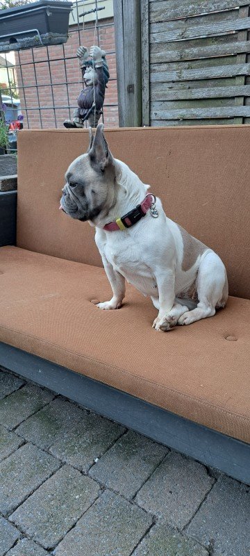 Lady