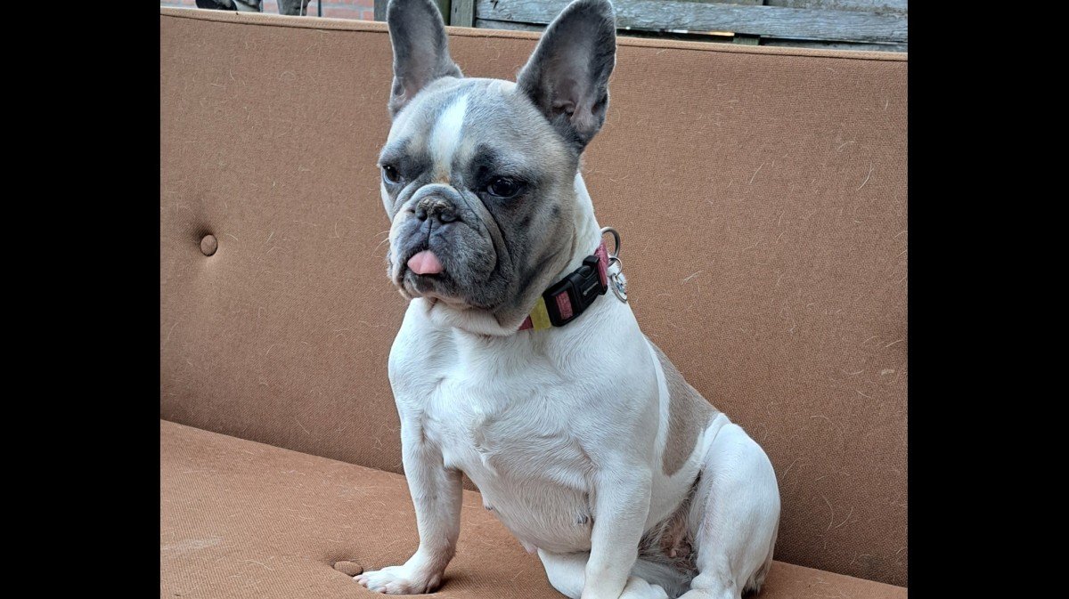 Lady