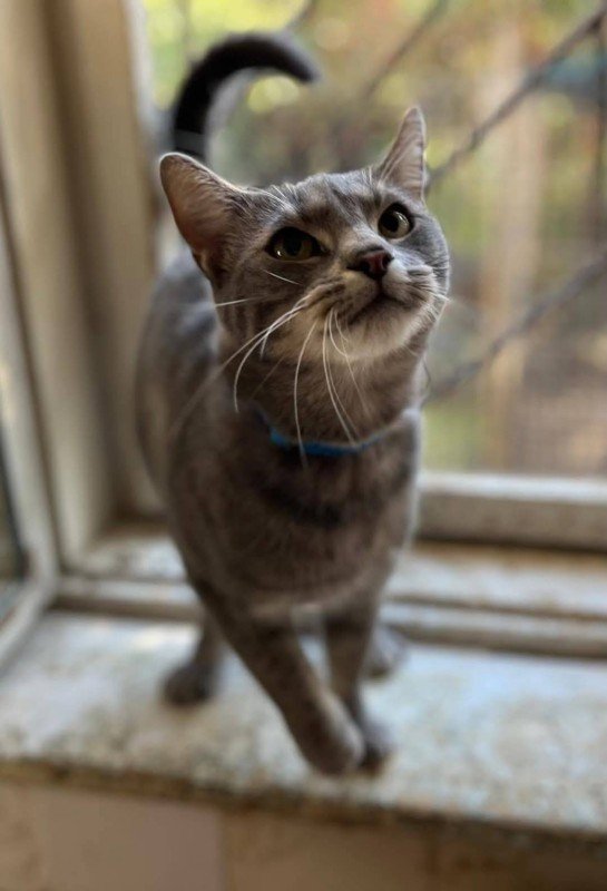 Bertie