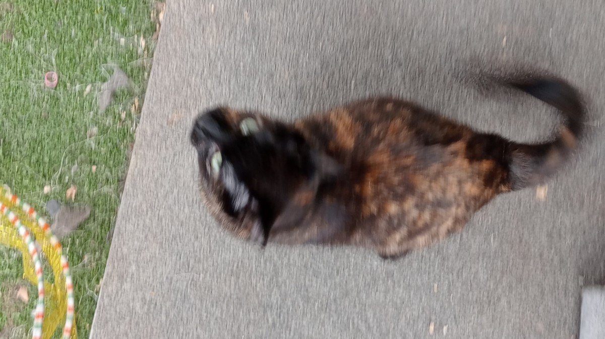 Lucy