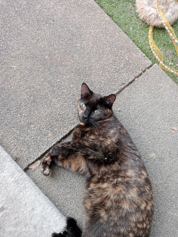 Lucy
