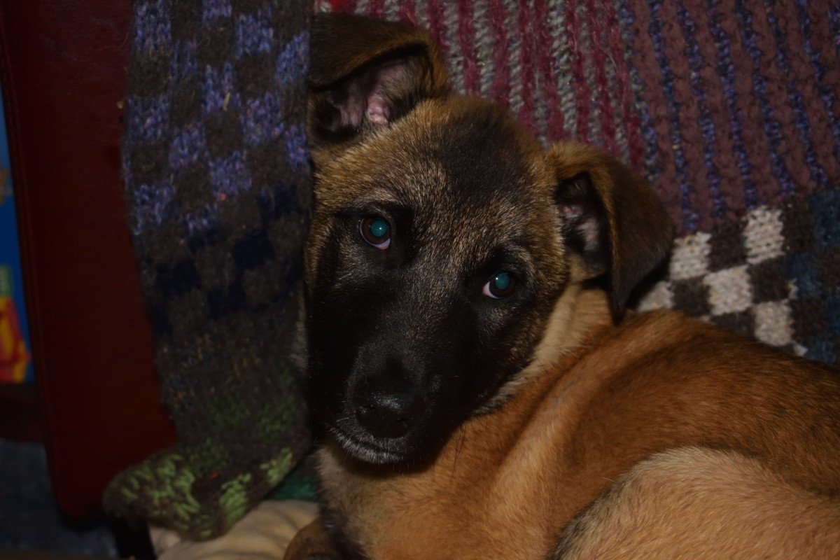 Zorba