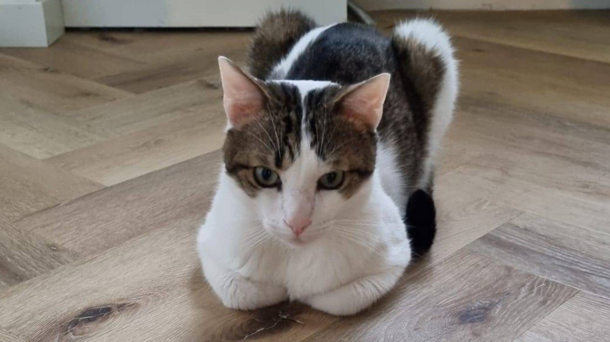 Ollie
