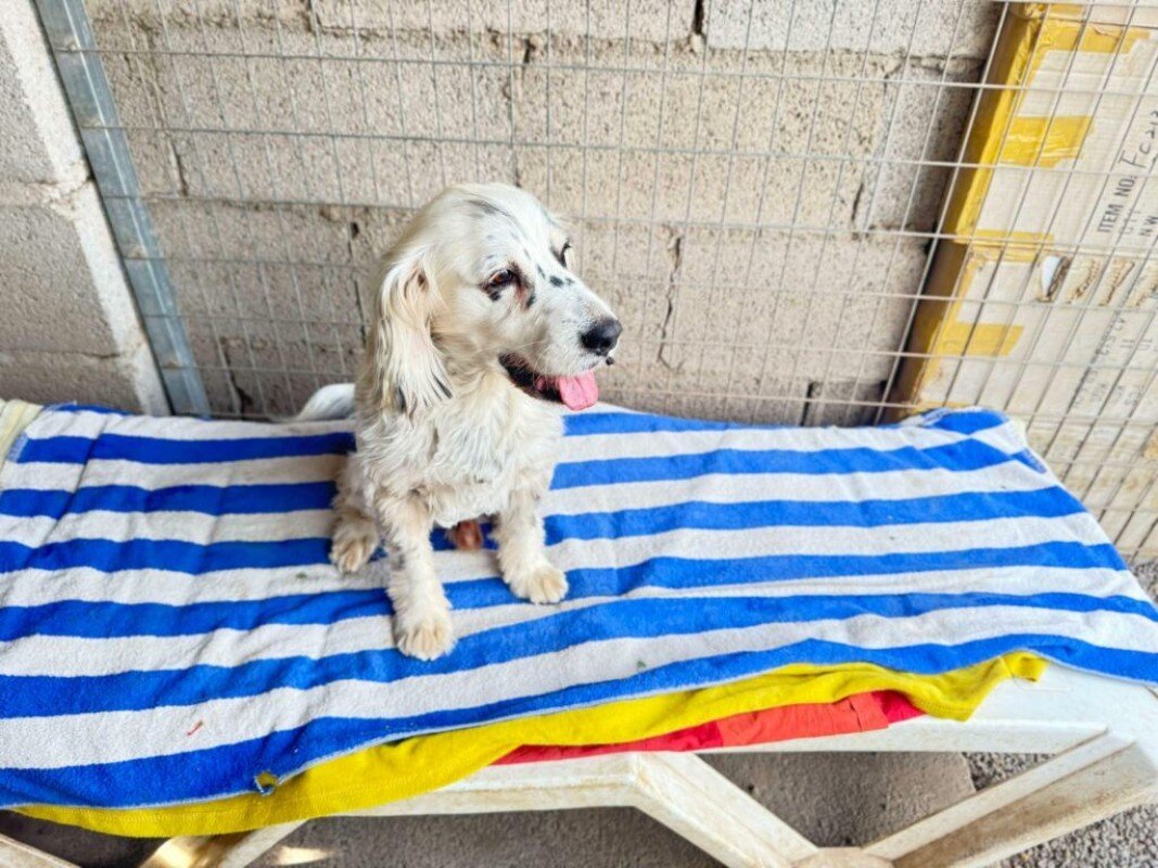 Pirate