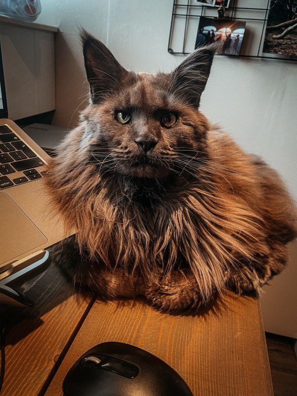Paco