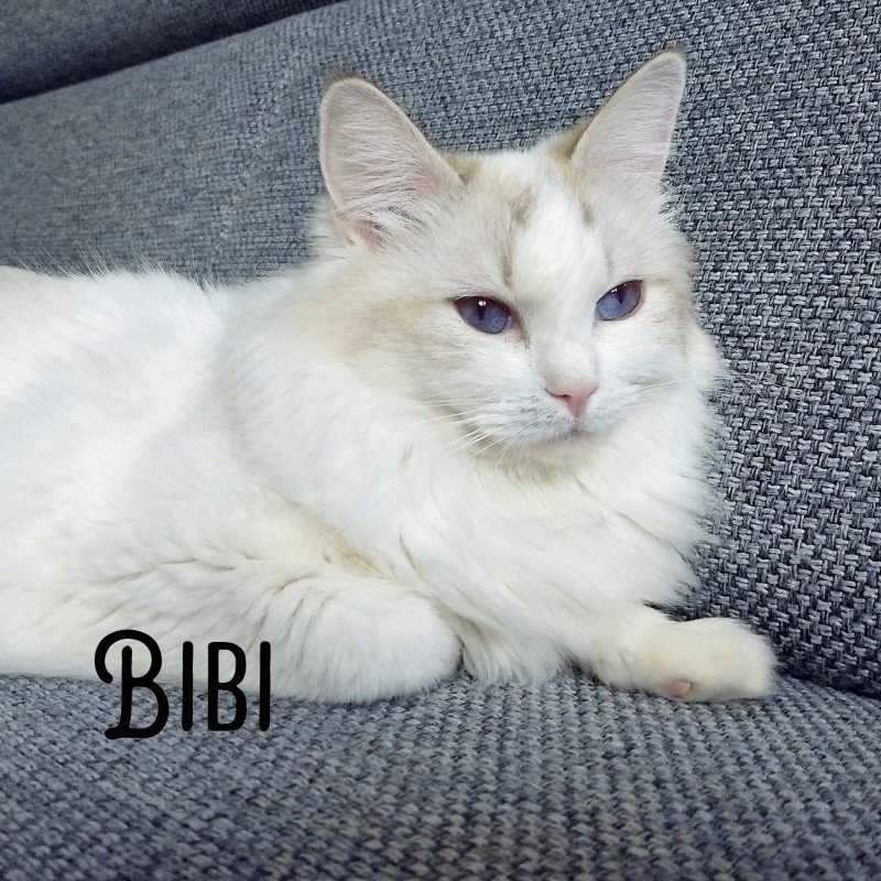 Bibi