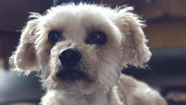 Charlie