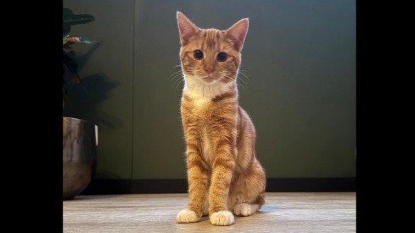 Ginger