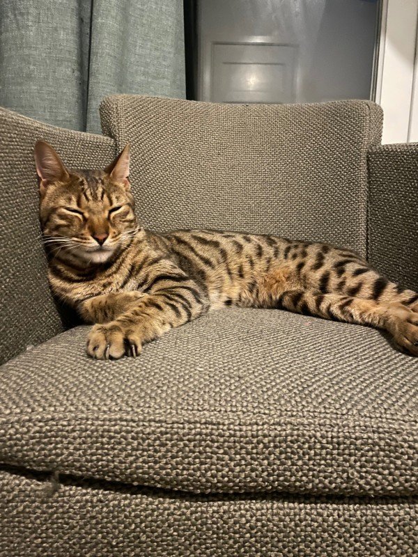Simba