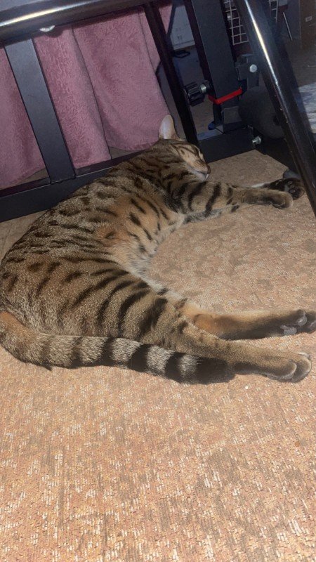 Simba