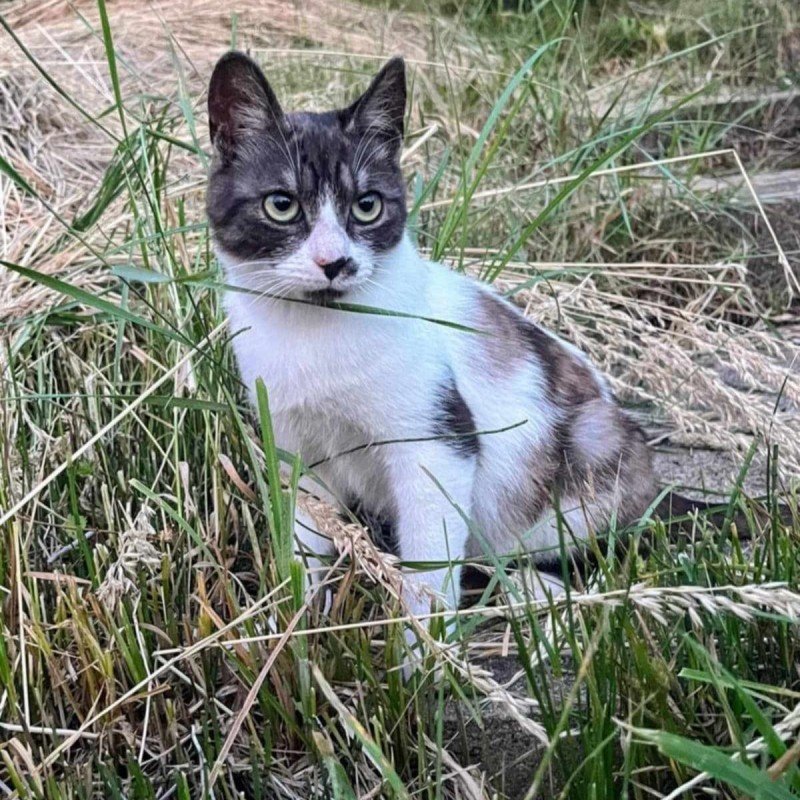 Milo