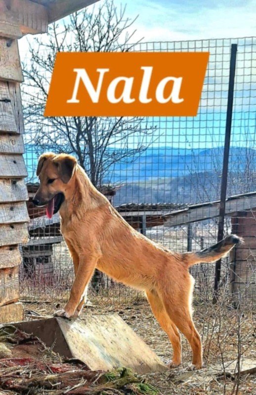 Nala