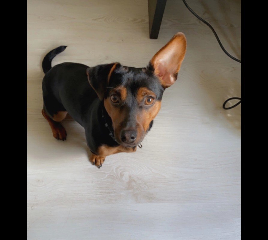 Jaxx
