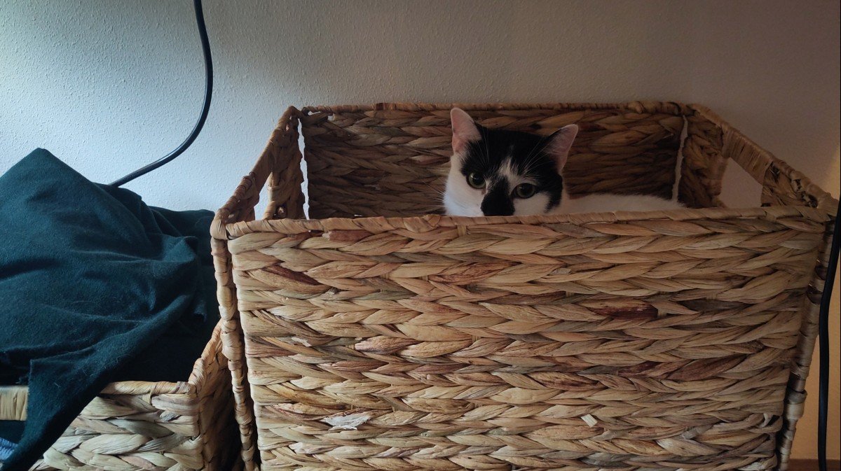 Cleo