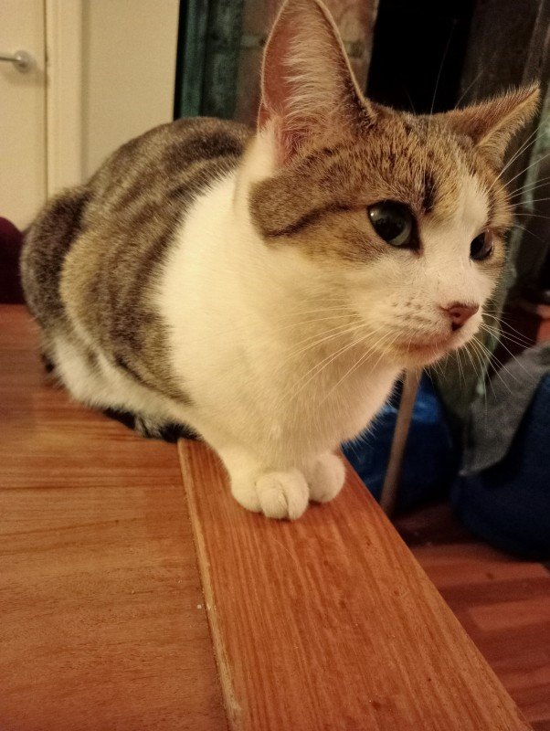 Lady