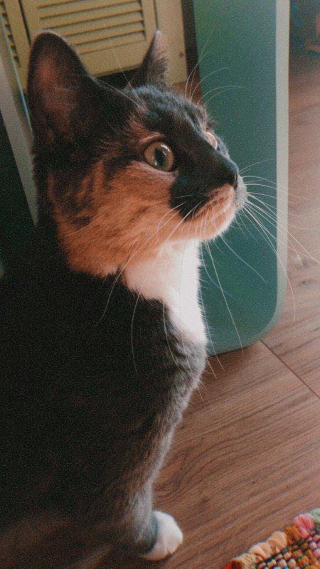 Jessie