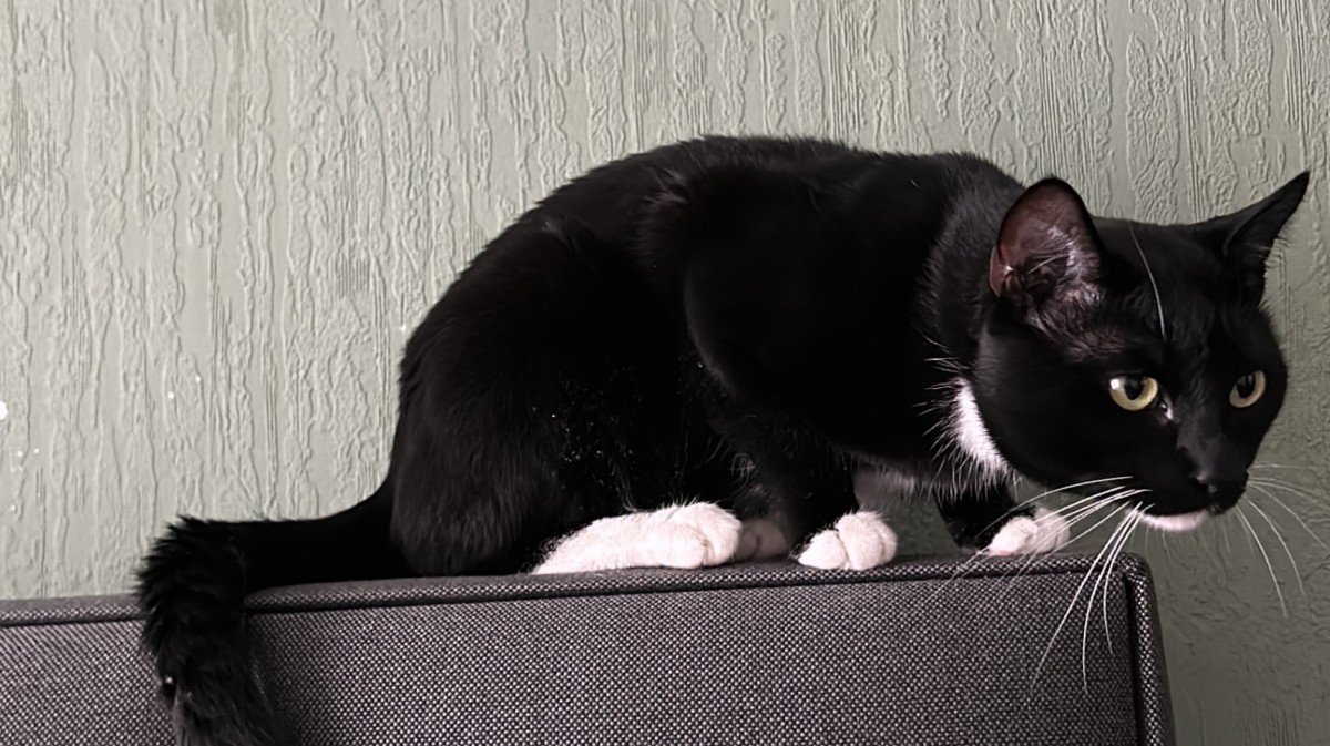 Oscar