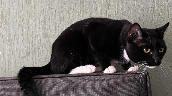 Oscar