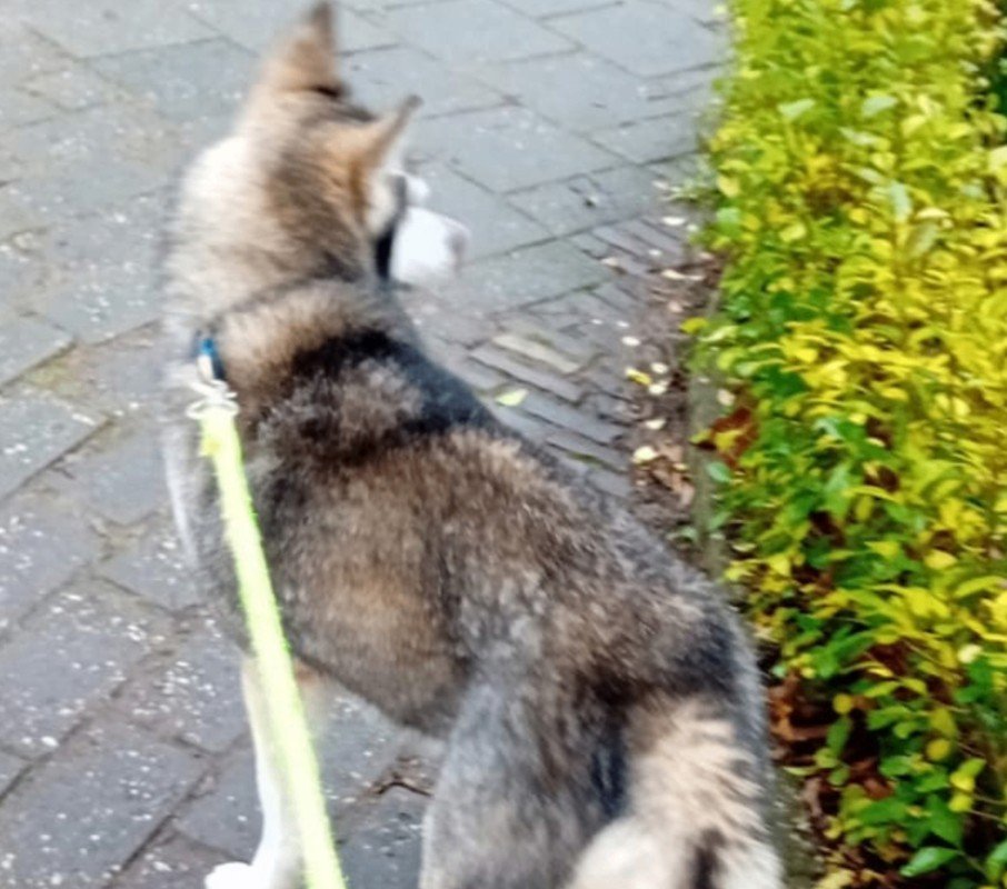 Yukon
