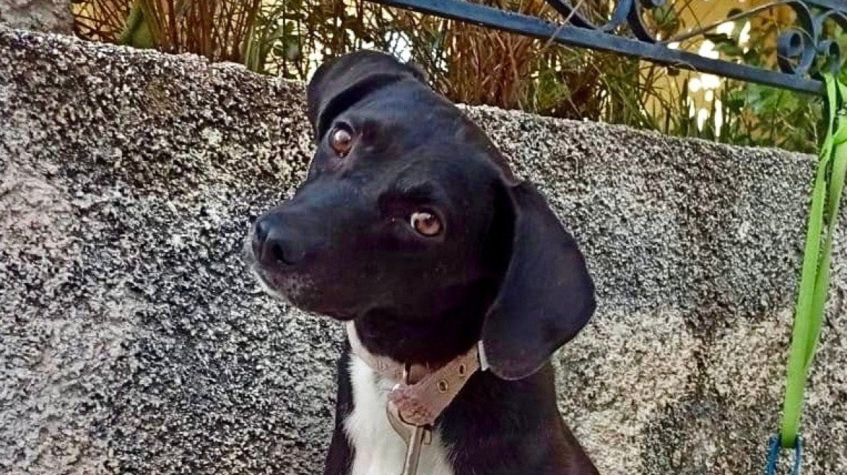 Blacky