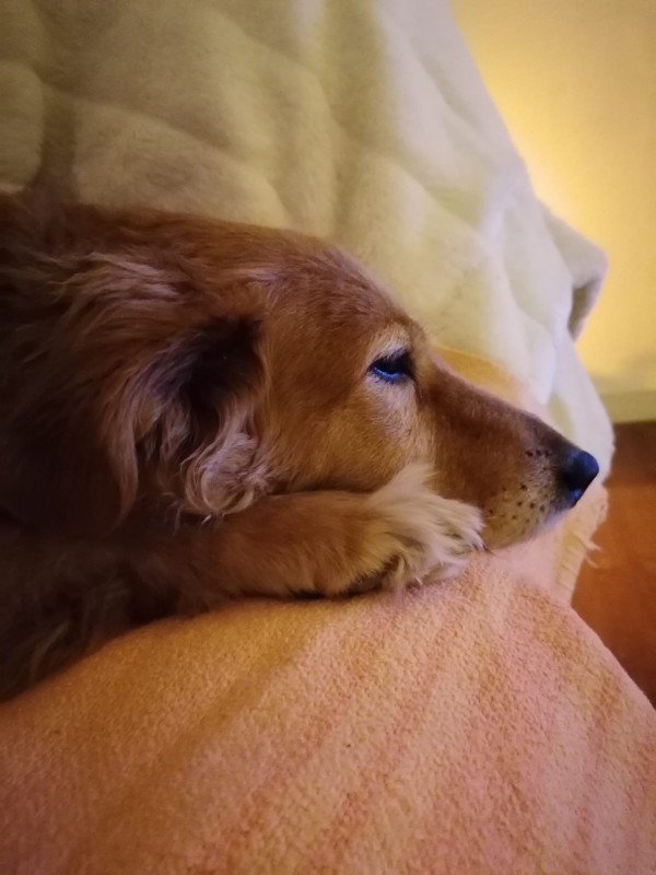 Daisy