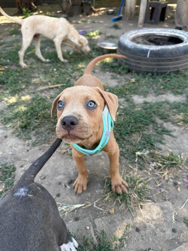 Nala
