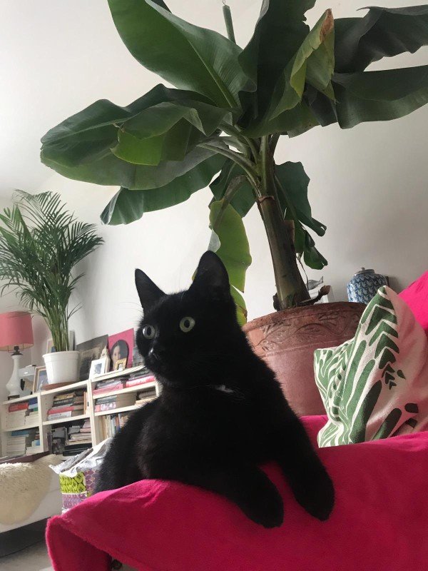 Ollie