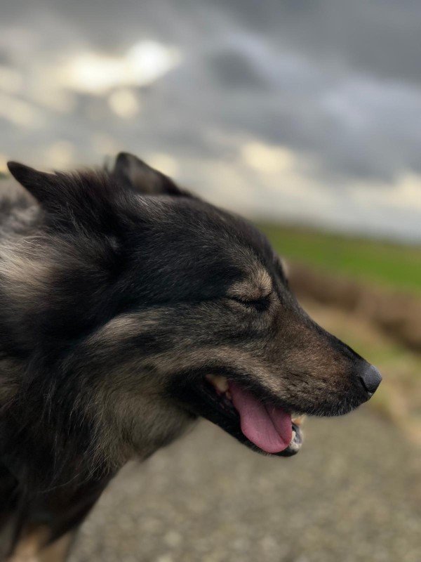 Bella