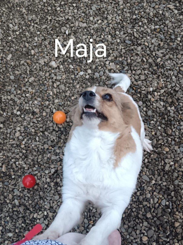 MAJA