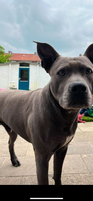 Tyson