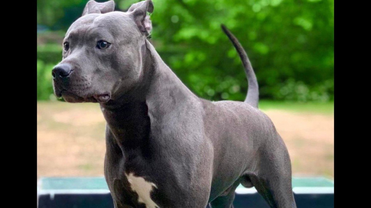 Tyson