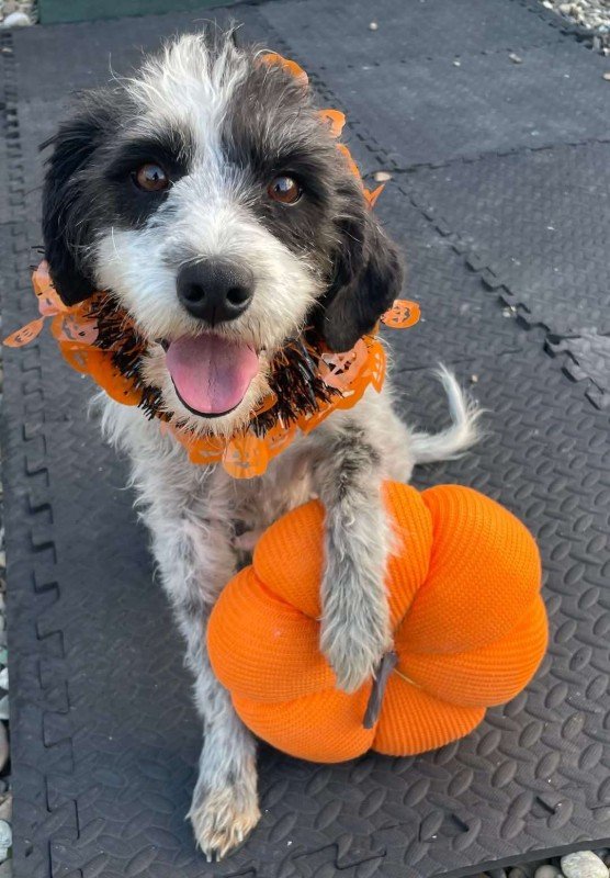 Pumpkin