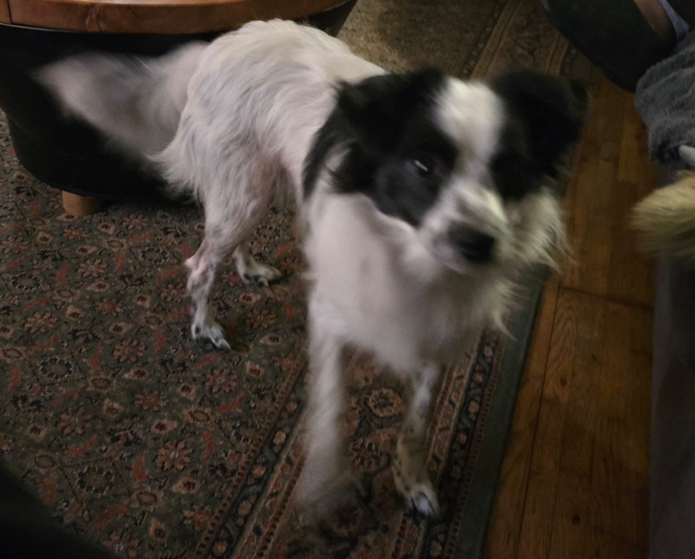 Dobbie
