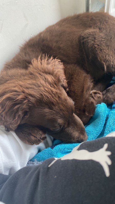Loesje