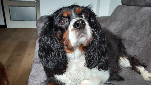 Bobbie