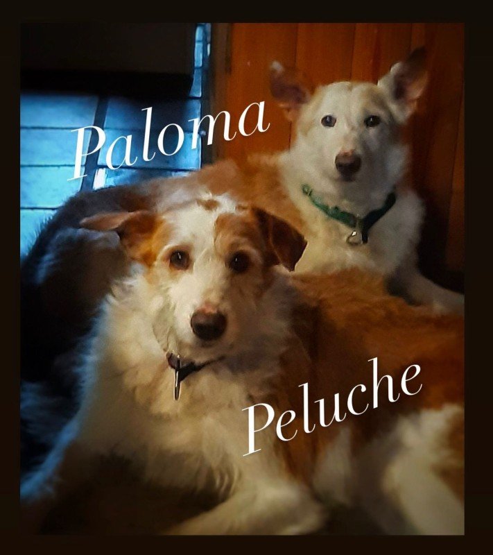 Paloma