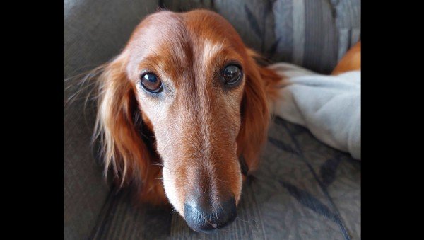 Maya
