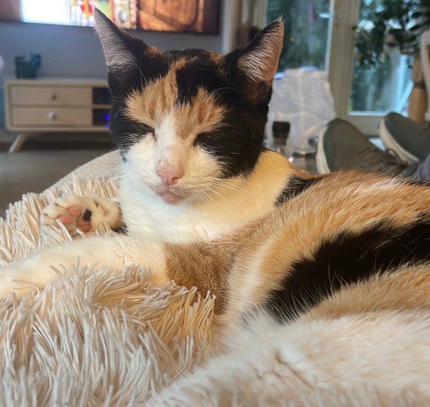 Muis