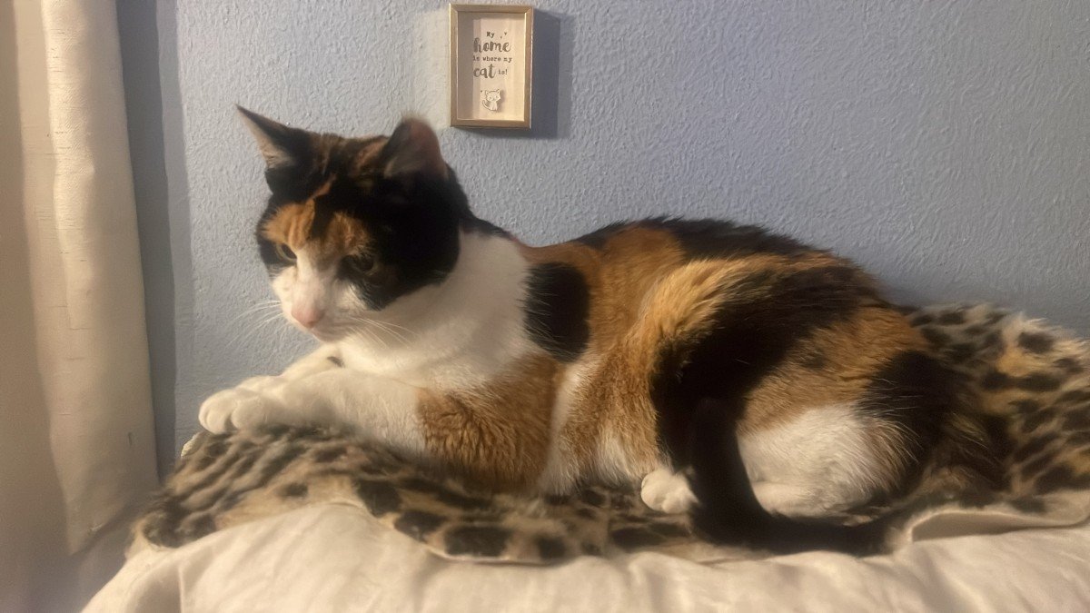 Muis