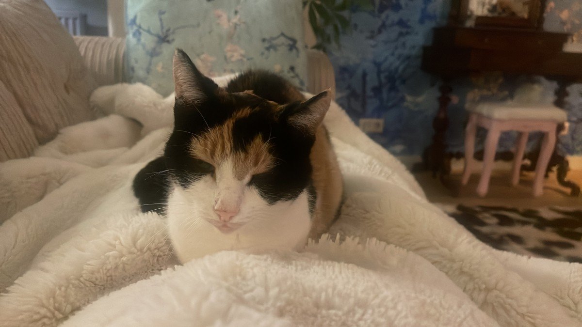 Muis