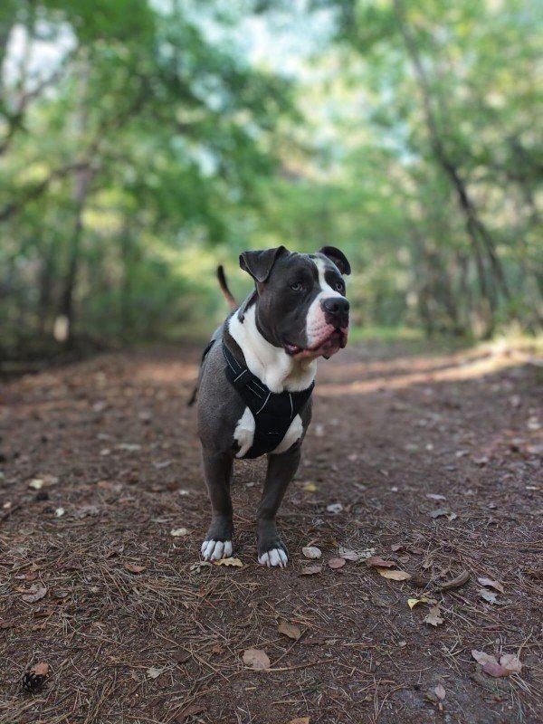 Bullet