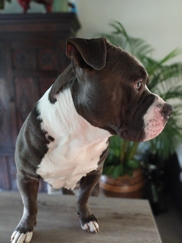 Bullet