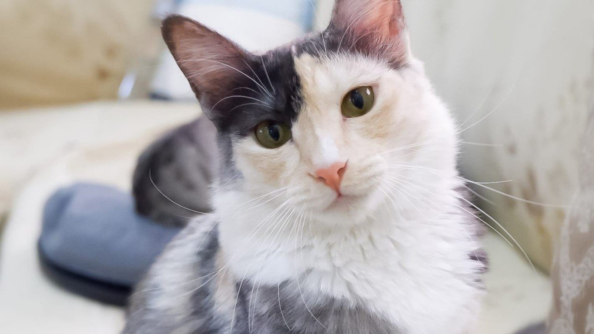 Nala