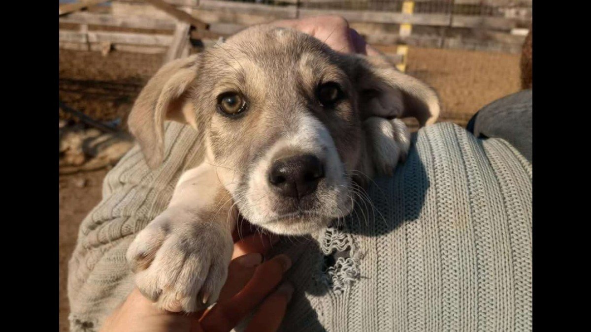 Heidi