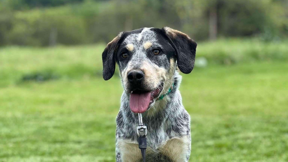 Roo